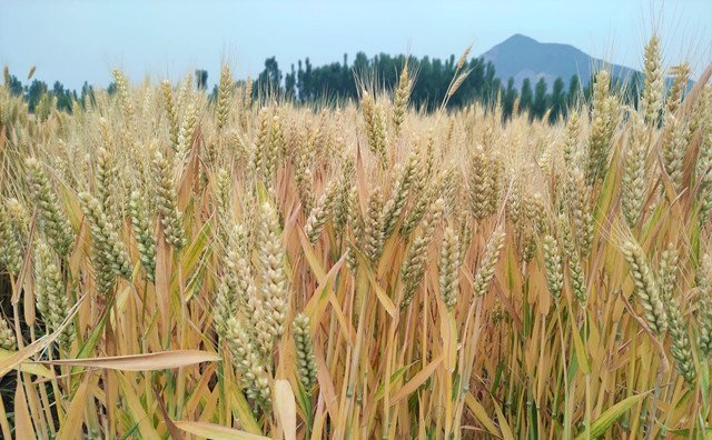 農(nóng)作物秸稈 農(nóng)作物秸稈