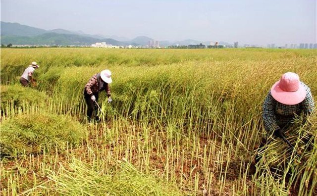 農(nóng)村的秸稈稻草，棉花桿，廢舊木材花生殼，都是農(nóng)業(yè)垃圾，在過去這些東西沒有人稀罕，到處亂扔，影響了農(nóng)村的面貌