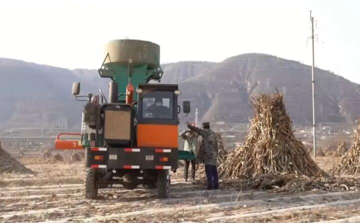 近日，走進曲子鎮(zhèn)孟家寨村，工人們正駕駛農(nóng)機將秸稈打包回收，袁歲寶跟在機器后面細細數(shù)著自家玉米地剛剛打包完成的草包。